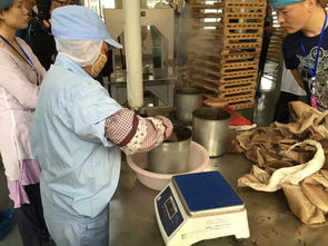 當高科技制茶機遇上傳統石磨 祥源易武工廠的文化體驗之旅